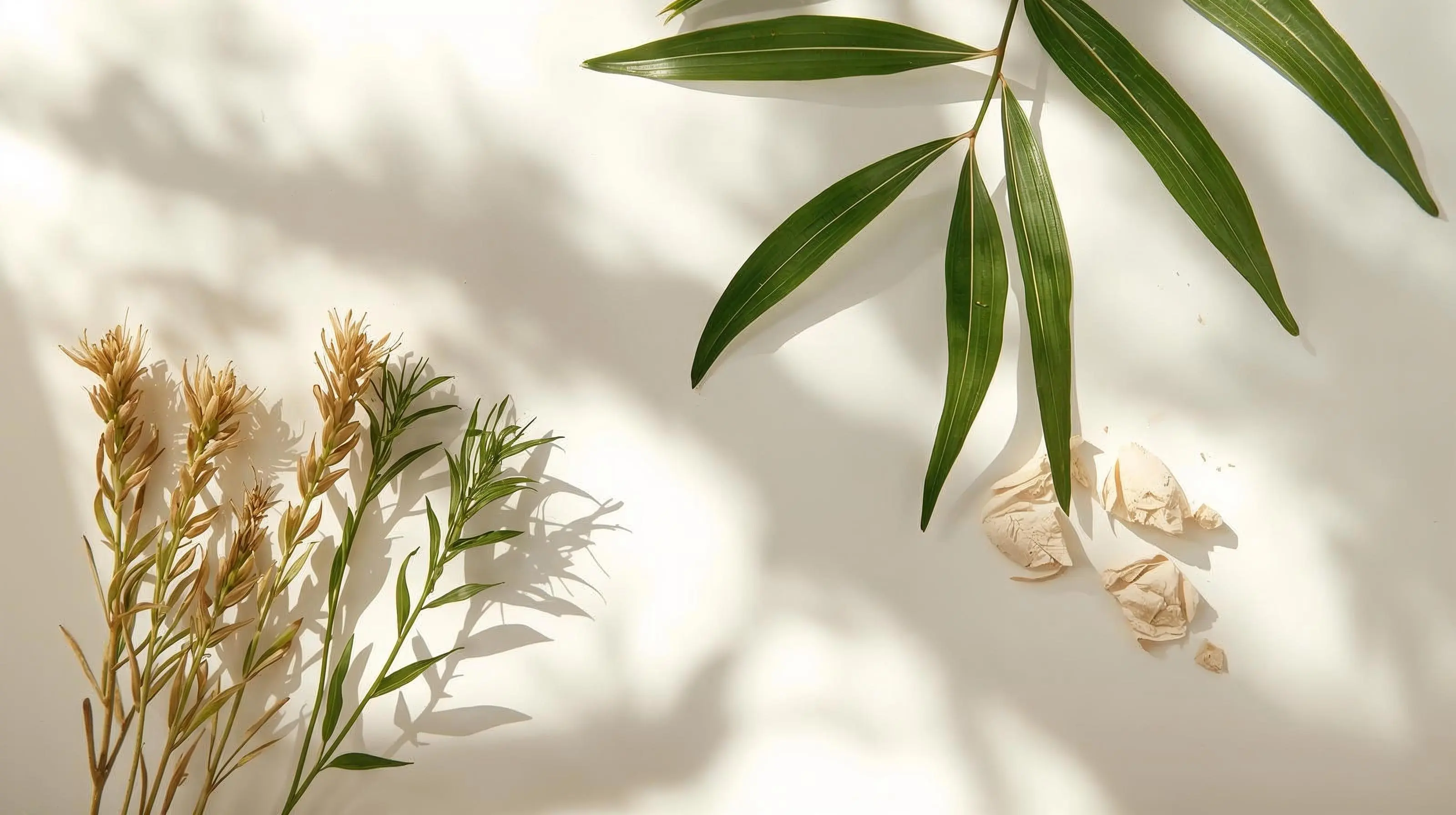 La Coulisse sürdürülebilir güzellik organik ürünler çevre dostu cilt bakımı cruelty-free